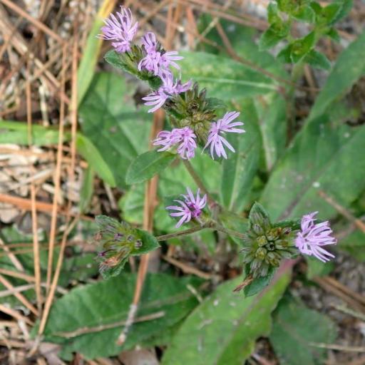Elephantopus nudatus other