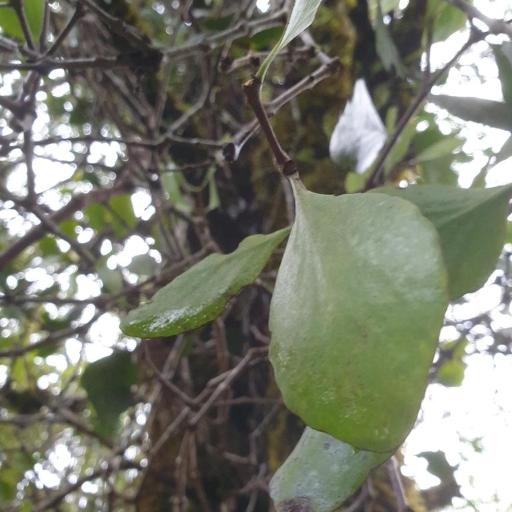 Peraxilla colensoi — houseplant care guide