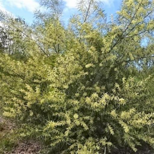 Acacia floribunda other