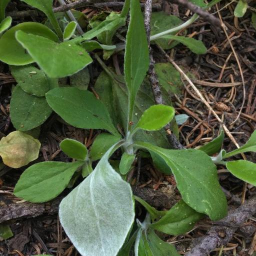 Antennaria racemosa — search result for 'Antennaria'