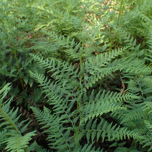 Paesia scaberula other