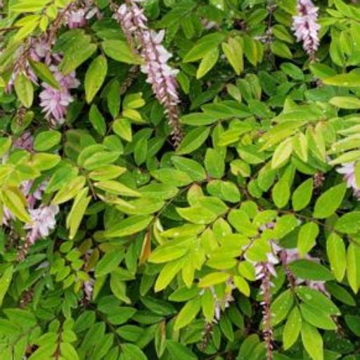 Indigofera kirilowii — search result for 'Indigofera'