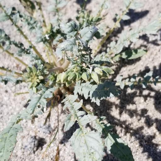 Chylismia claviformis other