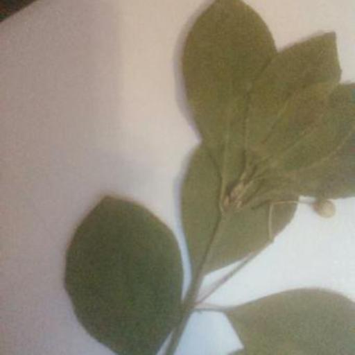 Euonymus obovatus — search result for 'Celastraceae'