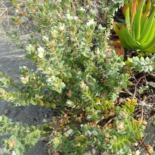 Pimelea villosa — search result for 'Thymelaeaceae'
