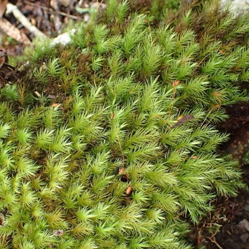 Pyrrhobryum spiniforme other
