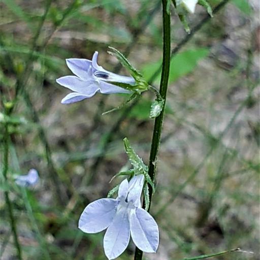 Lobelia appendiculata — houseplant care guide