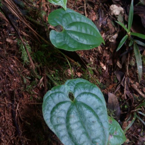 Dioscorea seriflora other