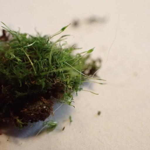 Ditrichum pallidum other