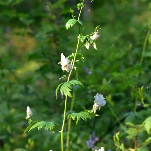 Aconitum fischeri other