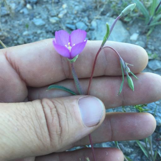 Clarkia gracilis other