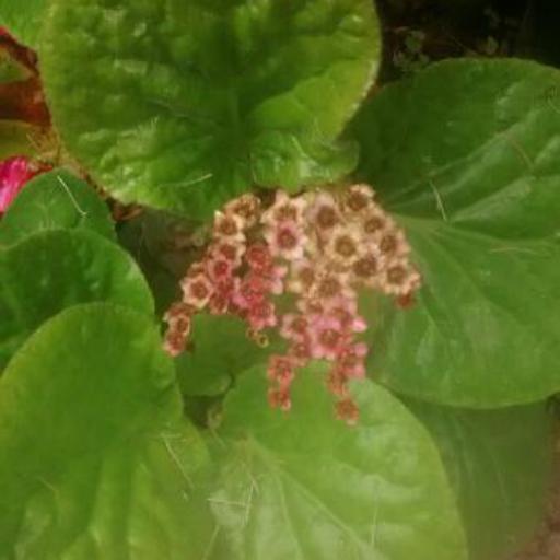 Bergenia × schmidtii other