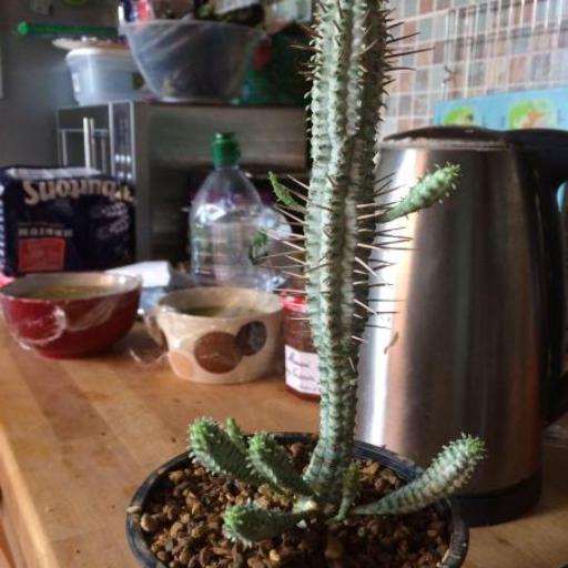 Euphorbia heptagona other