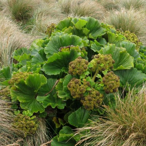 Azorella polaris — houseplant care guide