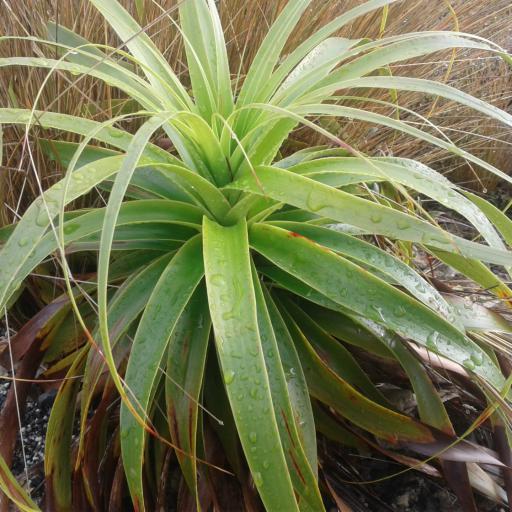 Dracophyllum traversii other