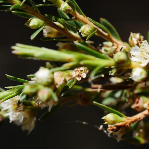 Kunzea linearis other