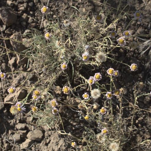 Erigeron filifolius other