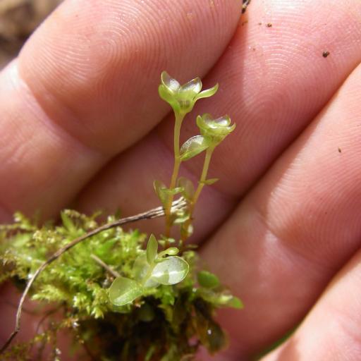 Rhizomnium punctatum — houseplant care guide