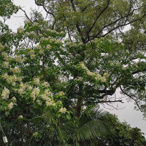 Vernicia montana other