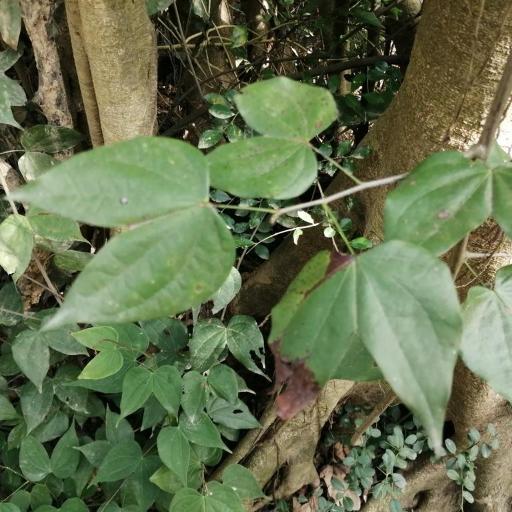 Phanera championii other