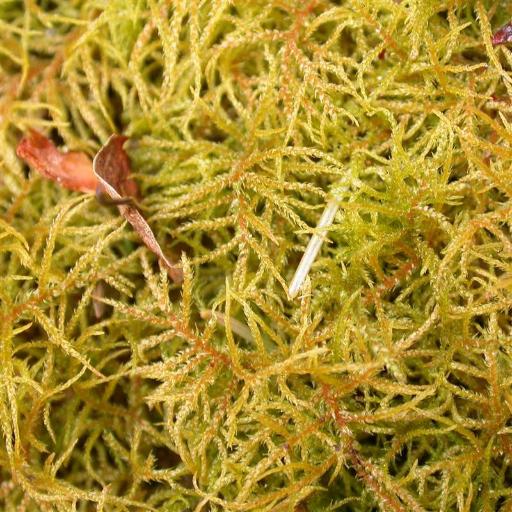 Hylocomiastrum umbratum — houseplant care guide