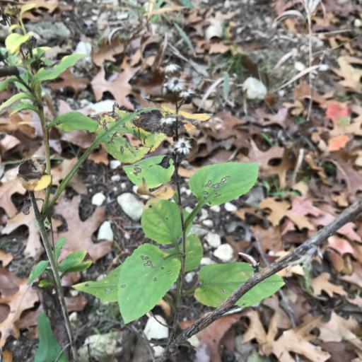 Symphyotrichum drummondii other
