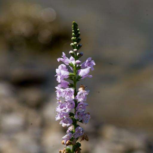 Physostegia intermedia