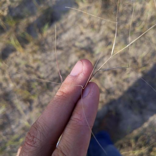 Aristida oligantha other