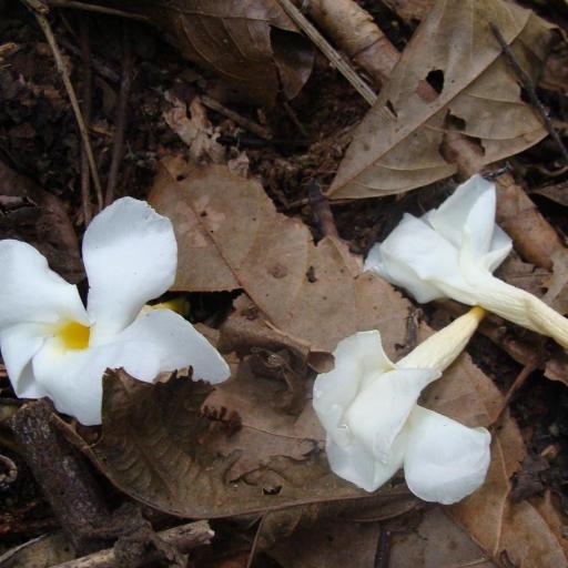 Tabernaemontana litoralis other