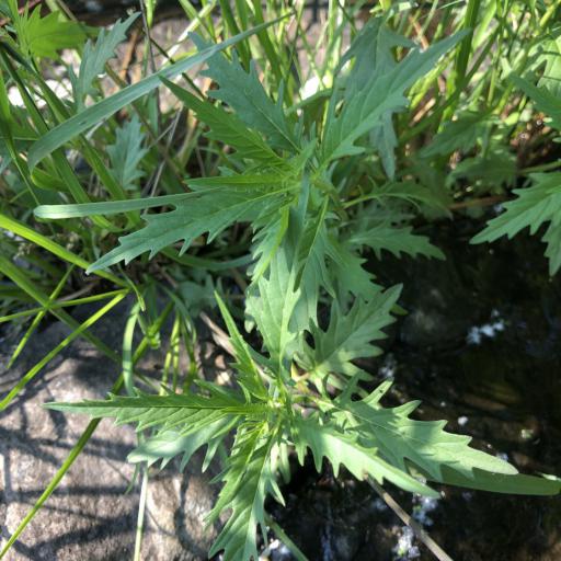 Lycopus americanus other