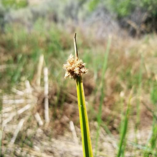 Schoenoplectus americanus other
