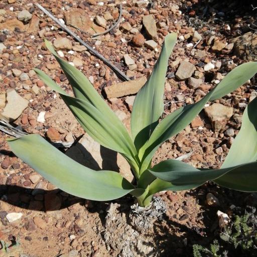 Drimia capensis — related species from the same genus