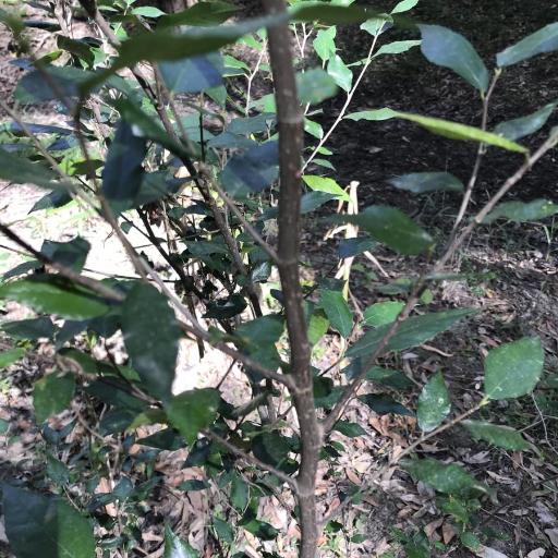 Paratrophis pendulina — search result for 'Southern New South Wales'