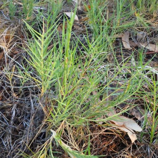 Distichlis distichophylla other