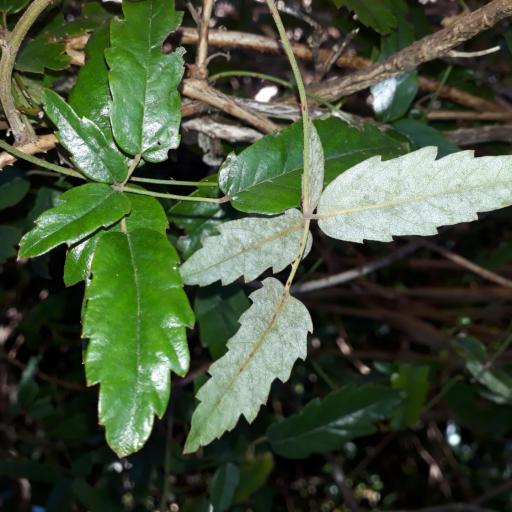 Rubus schmidelioides other