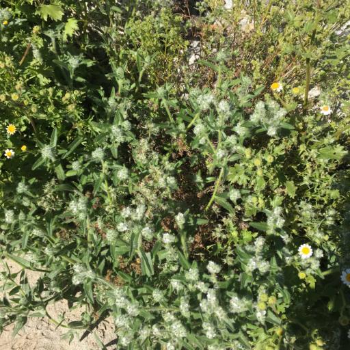 Cryptantha barbigera other