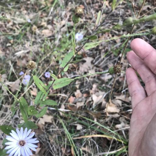 Symphyotrichum patens other