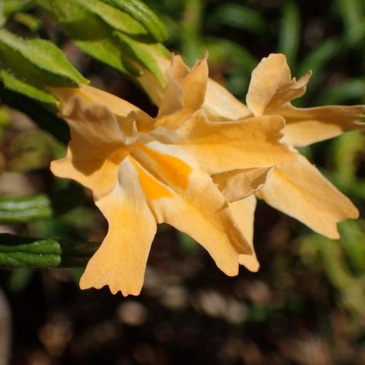 Diplacus longiflorus other