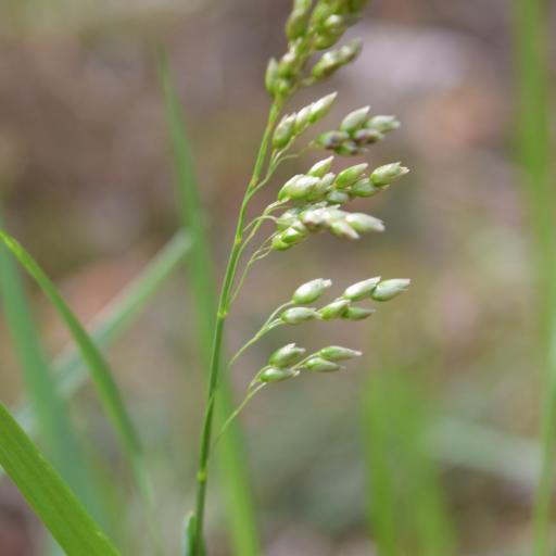 Anthoxanthum nitens other