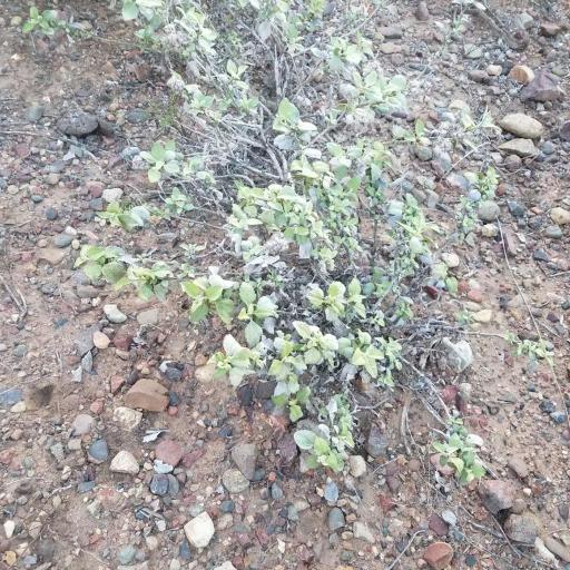 Ambrosia chenopodiifolia — houseplant care guide