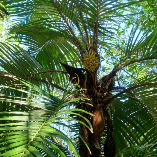 Astrocaryum mexicanum other