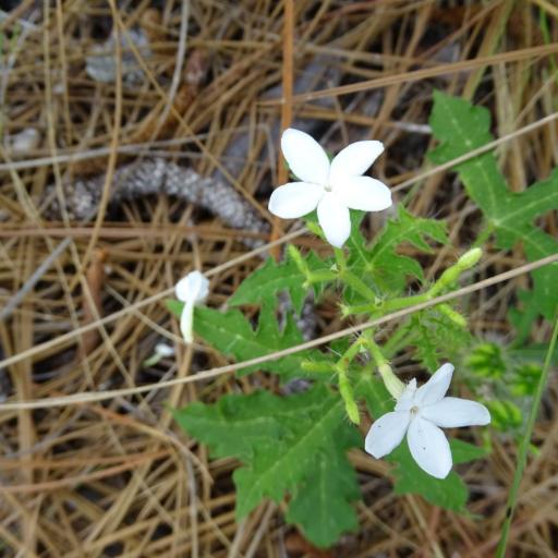 Cnidoscolus stimulosus other