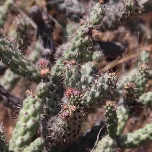 Cylindropuntia prolifera other