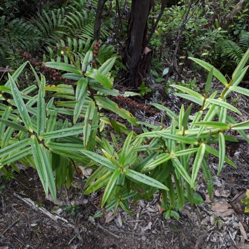 Veronica macrocarpa — houseplant care guide