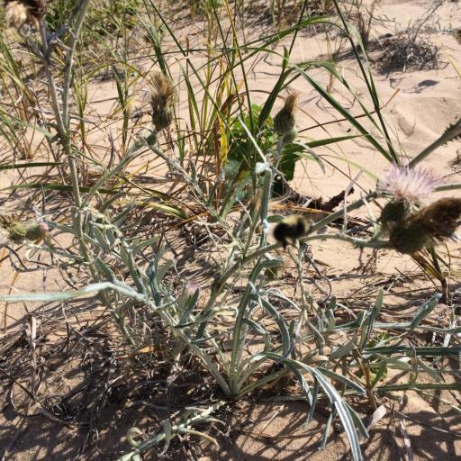 Cirsium pitcheri — search result for 'Cirsium'