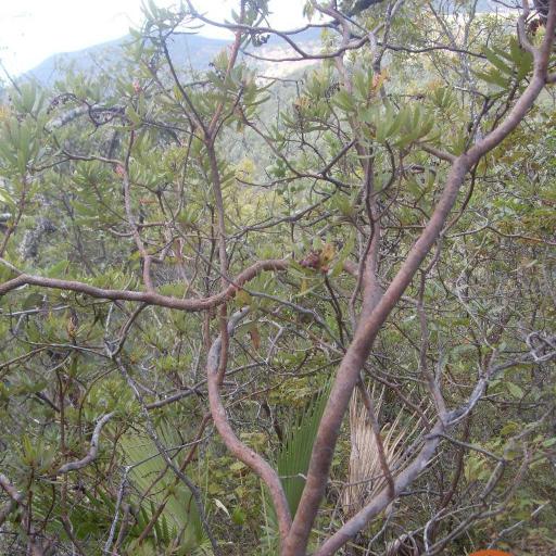 Comarostaphylis polifolia other