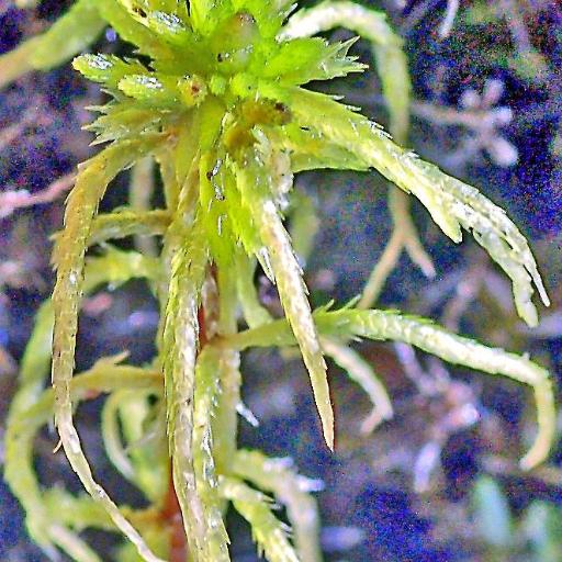 Sphagnum teres — houseplant care guide