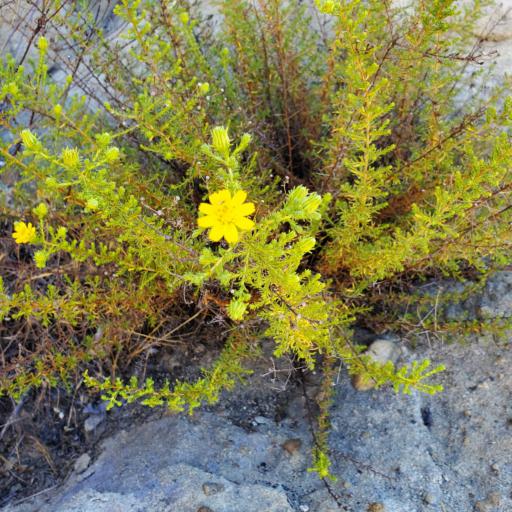 Deinandra minthornii other