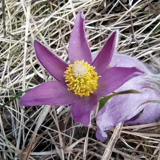 Pulsatilla patens — search result for 'Anemone'