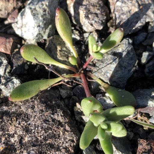 Dudleya blochmaniae other